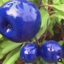 [f185] تفاح سكري برنس