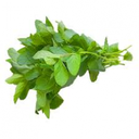 ربطة نعناع كبيرة