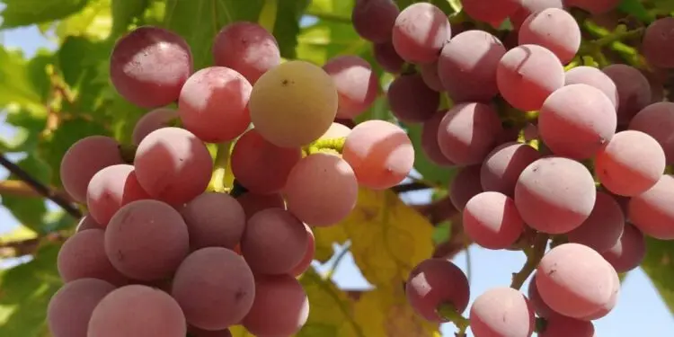 عنب رومي