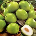 [f164] نبق تفاحي